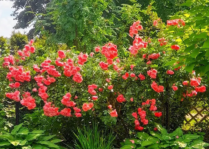 Siedlisko Zacisze בית נופש